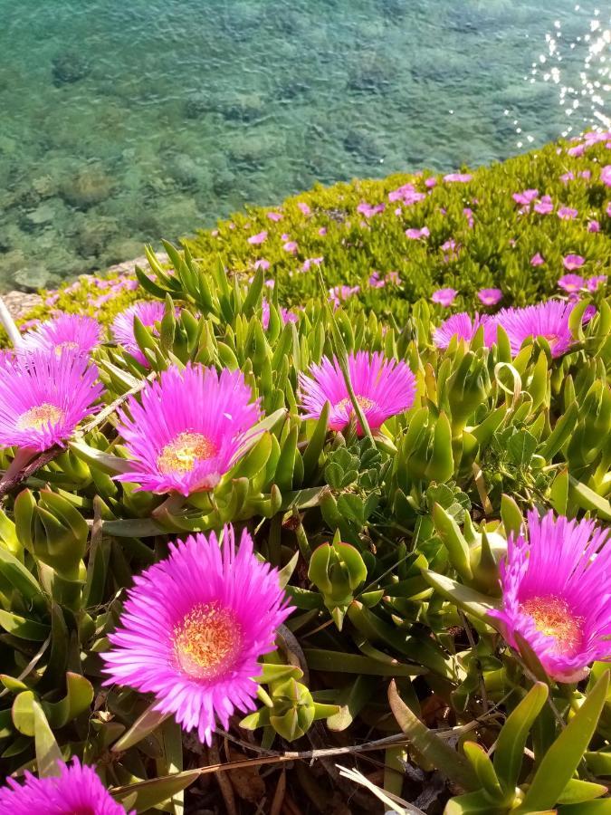 Apartment Hortenzija Baška Voda Dış mekan fotoğraf